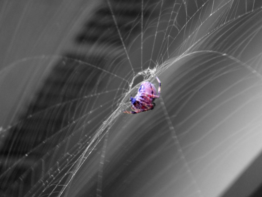 Cotton Candy Spider by linnypinny