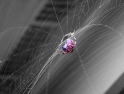 13th Oct 2014 - Cotton Candy Spider