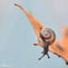 Snail on Leaf by mhei