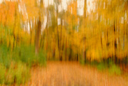 17th Oct 2014 - Moving in the Quiet Autumn Woods