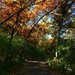 Autumn Path by cailts