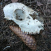 Skull of an animal, maybe sheep 2014-09-14-3251 by annelis