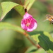 Weigela florida flower with visitors IMG_0974 by annelis
