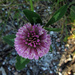 Red clover (Trifolium pratense)  - Puna-apila IMG_9964 by annelis