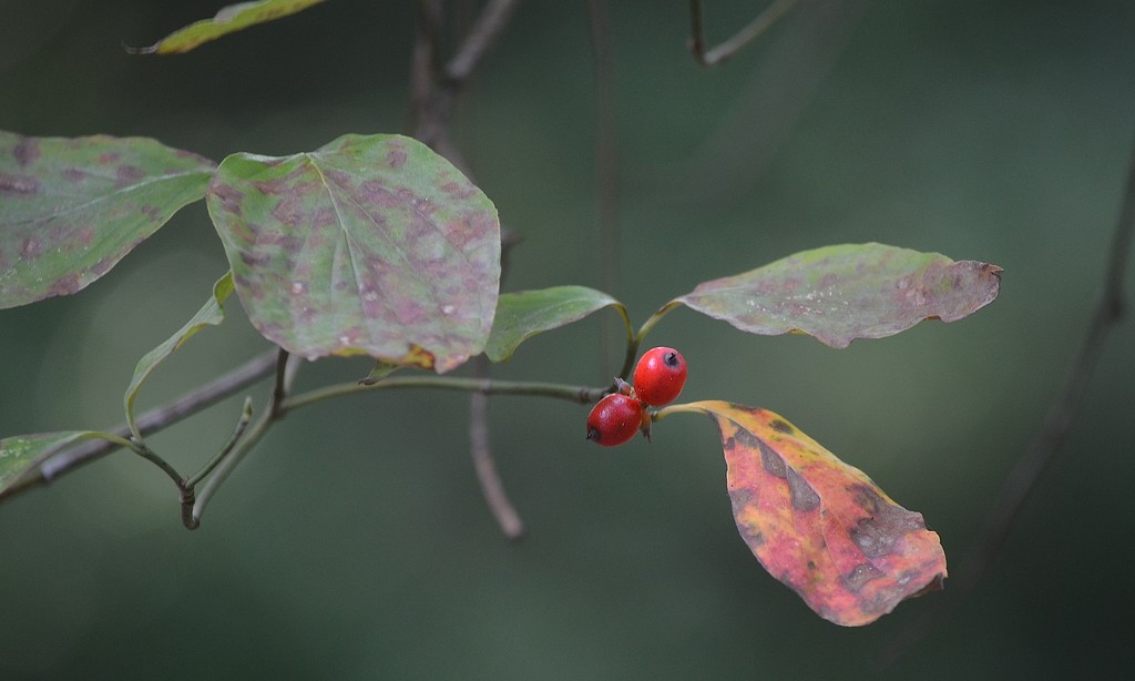 Dogwood by congaree