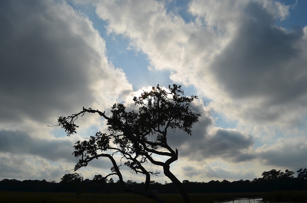 Oak, skies and marsh, Charles Towne Landing State Historic Site, Charleston, SC by congaree