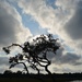Oak, skies and marsh, Charles Towne Landing State Historic Site, Charleston, SC by congaree