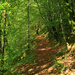 woodland walk by callymazoo