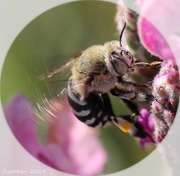16th Oct 2014 - Same garden, totally different bee type