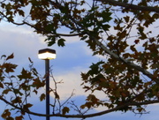 16th Oct 2014 - Tree Sky Parking Lot Pole
