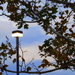 Tree Sky Parking Lot Pole by linnypinny