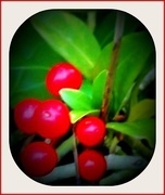16th Oct 2014 - Red berries 