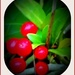 Red berries  by beryl