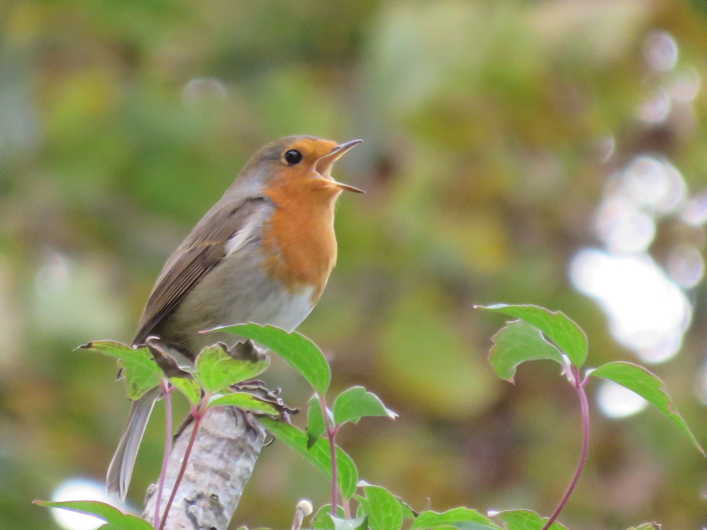 Singing for his supper by countrylassie