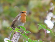 16th Oct 2014 - Singing for his supper