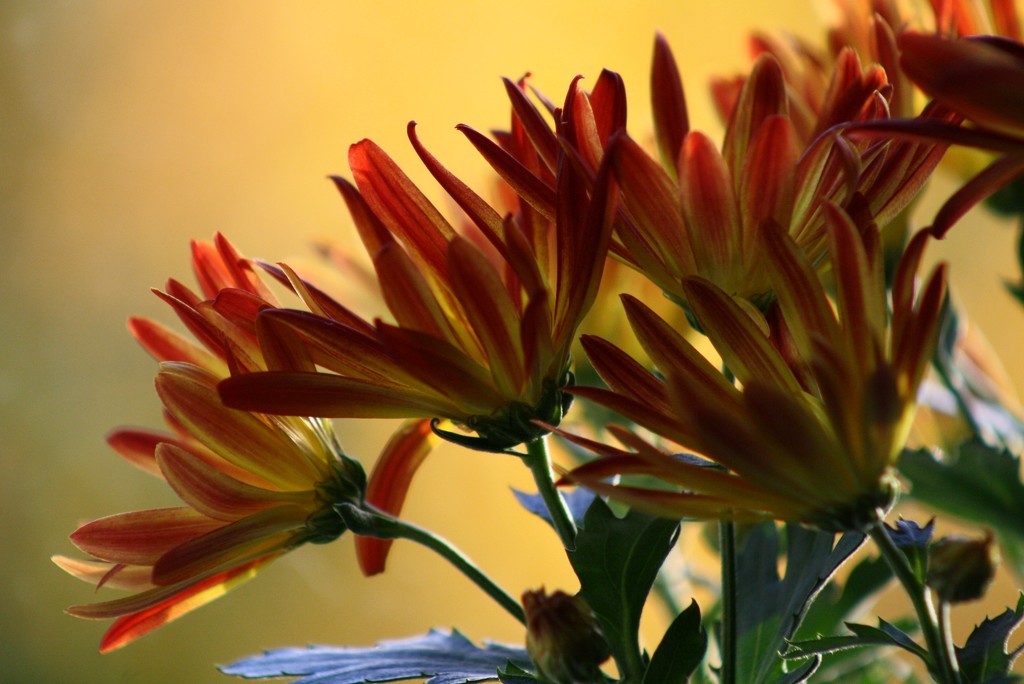 Chrysanthemum by mittens