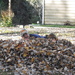 Playing in the Leaves by julie