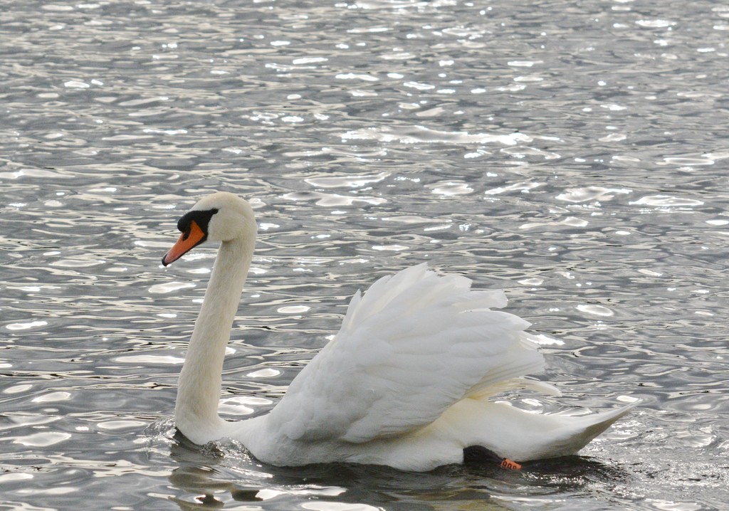 Swanning by by rosiekind