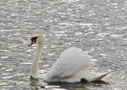 16th Oct 2014 - Swanning by