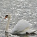 Swanning by by rosiekind