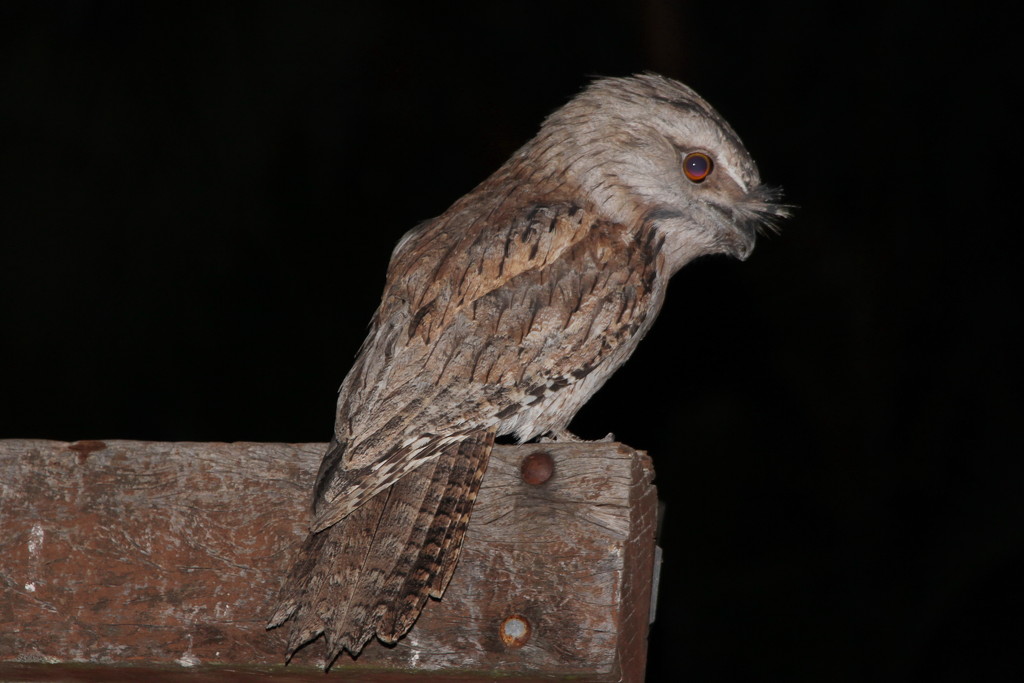 Tawny Frogmouth 2 by terryliv