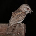 Tawny Frogmouth 2 by terryliv