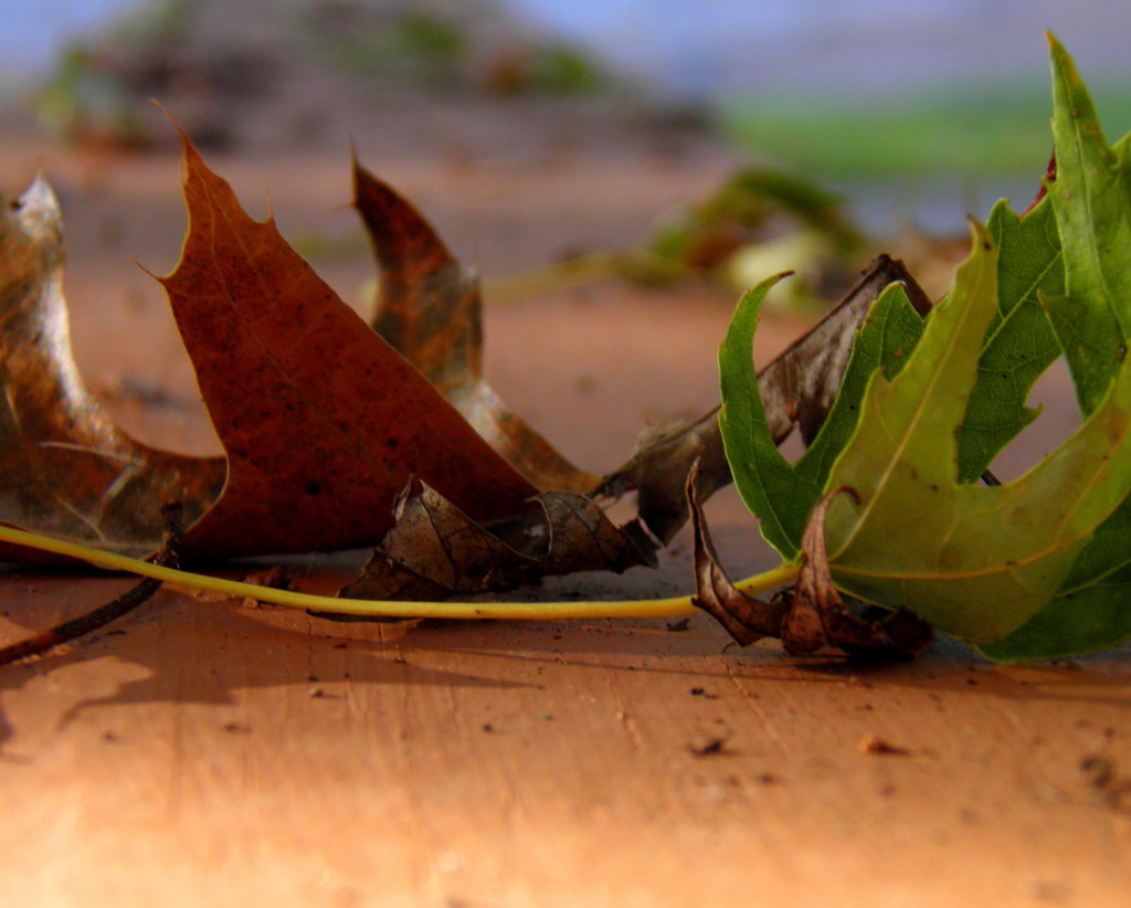 October 16: Gift of Autumn Leaves by daisymiller