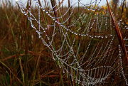 16th Oct 2014 -  Just Love These Webs!