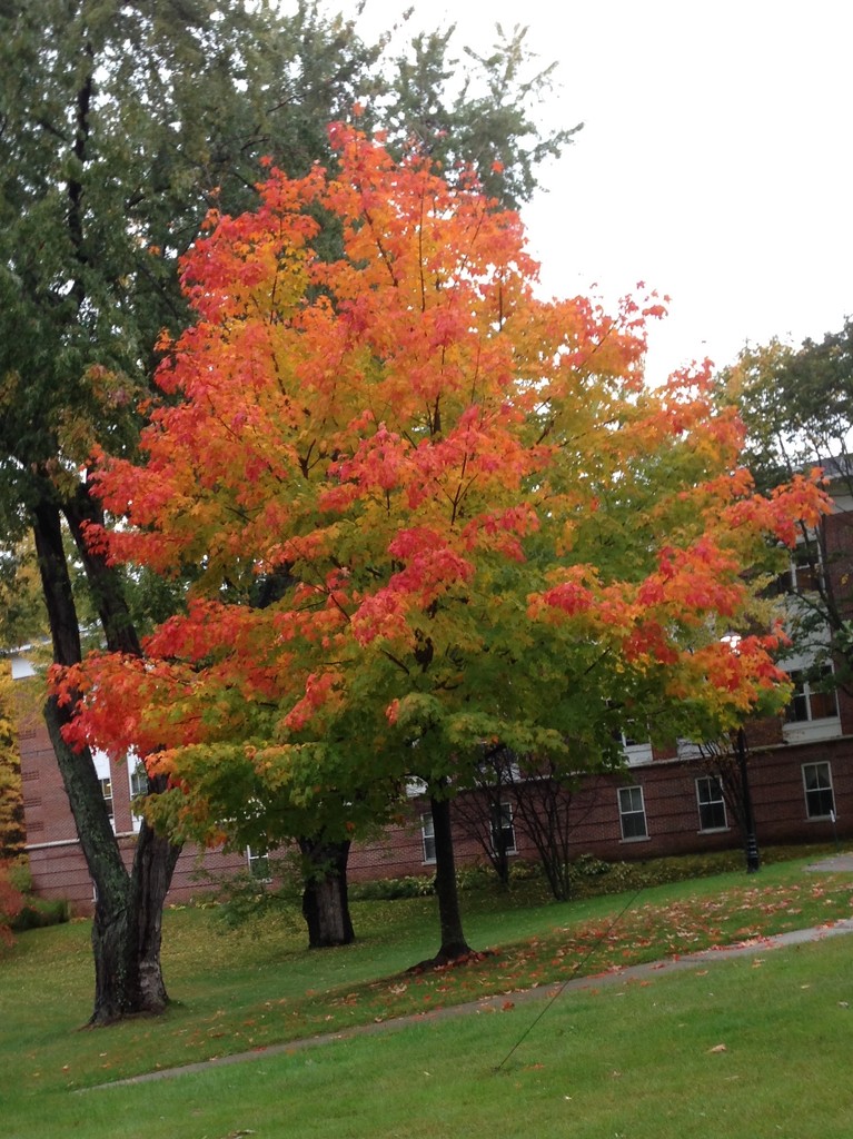 Gorgeous seasonal colors of New England by mvogel