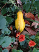 16th Oct 2014 - Different Gourd view