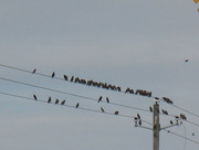 16th Oct 2014 - Bird on a wire