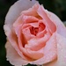 Rainy Rose by harbie