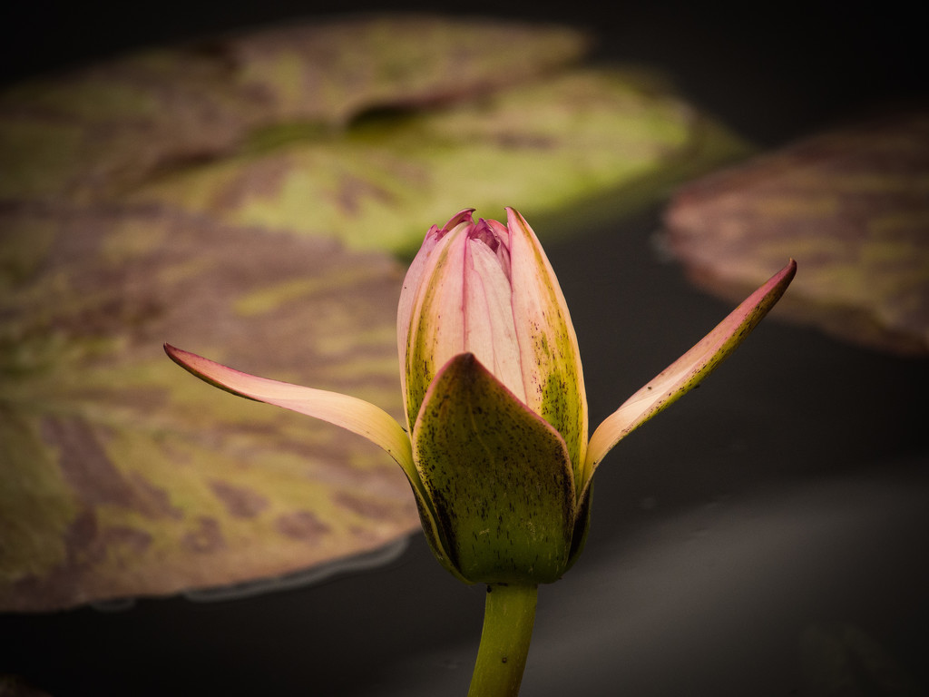 Water Lily by khrunner