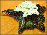 15th Oct 2014 - Pumpkin stem