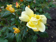16th Oct 2014 - Yellow Rose
