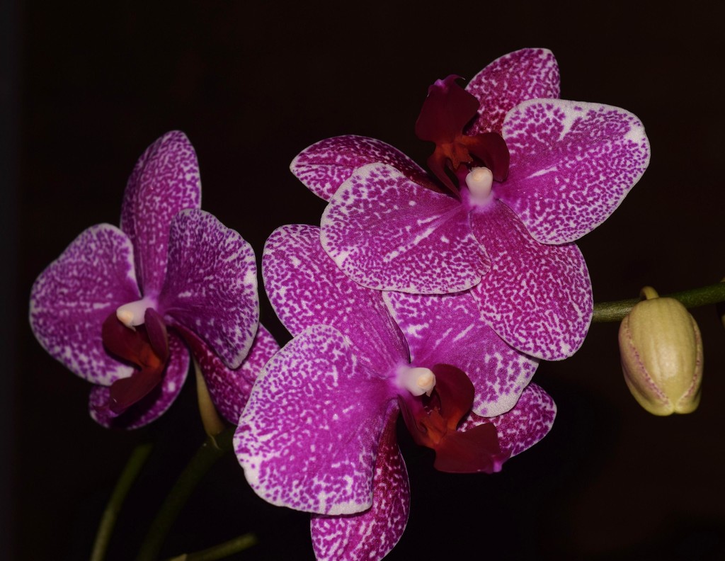 My Orchid, late night flash photo. by happysnaps