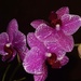 My Orchid, late night flash photo. by happysnaps