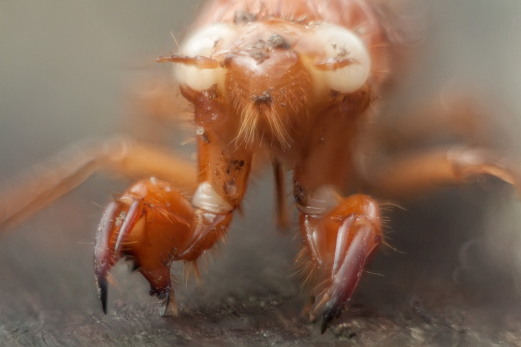 cicada nymph by kali66