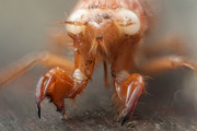17th Oct 2014 - cicada nymph