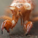 cicada nymph by kali66