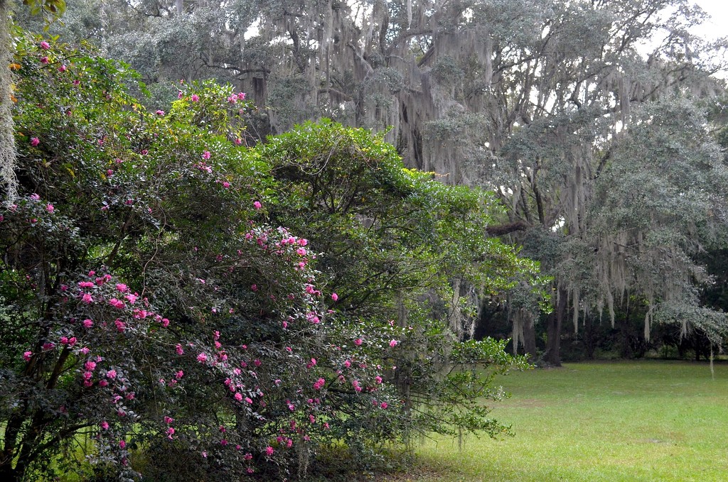 Sasanqua camellias, Charles Towne Landing State Historic Site, Charleston, SC by congaree