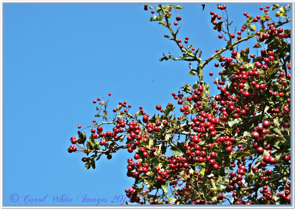 Red Berries And Blue Sky by carolmw