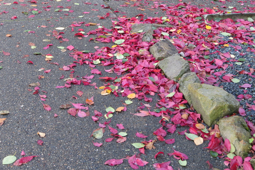 071  Fallen Leaves by seattlite