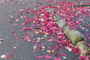 17th Oct 2014 - 071  Fallen Leaves