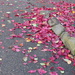 071  Fallen Leaves by seattlite