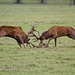 Red Deer Rut-view in black if you have the time. by padlock