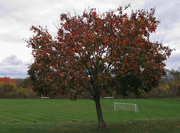 17th Oct 2014 - My tree in October