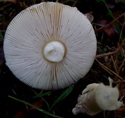 17th Oct 2014 - Mushroom