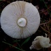 Mushroom by lizzybean
