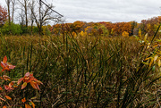 17th Oct 2014 - The Cattails are so Tall